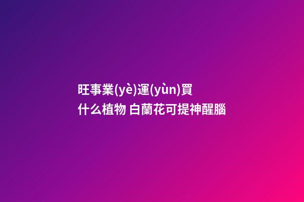 旺事業(yè)運(yùn)買什么植物 白蘭花可提神醒腦